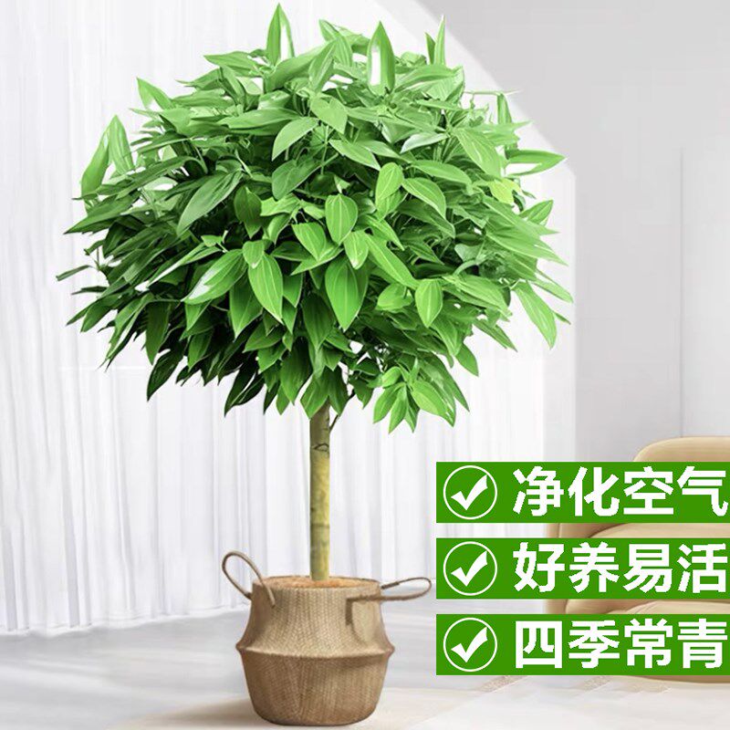 平安树绿植室内盆栽大型客厅四季常青吸甲醛招财幸福树苗植物花卉