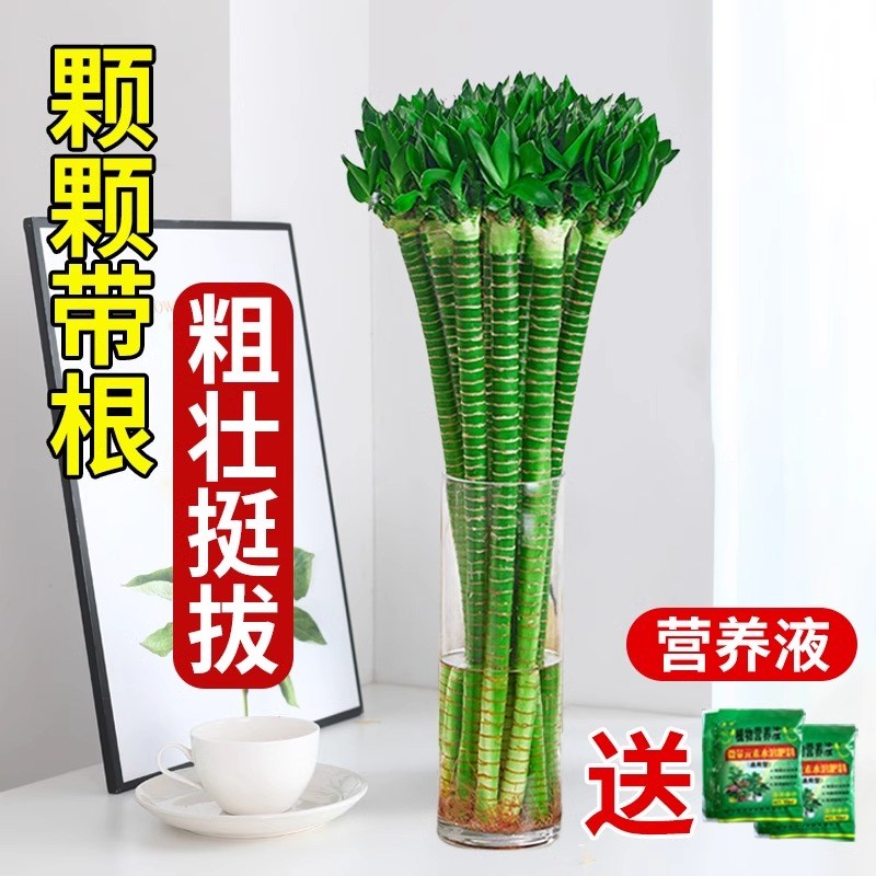 带根文昌竹龙竹富贵竹水培植物客厅竹室内水养绿植盆栽观音竹四季