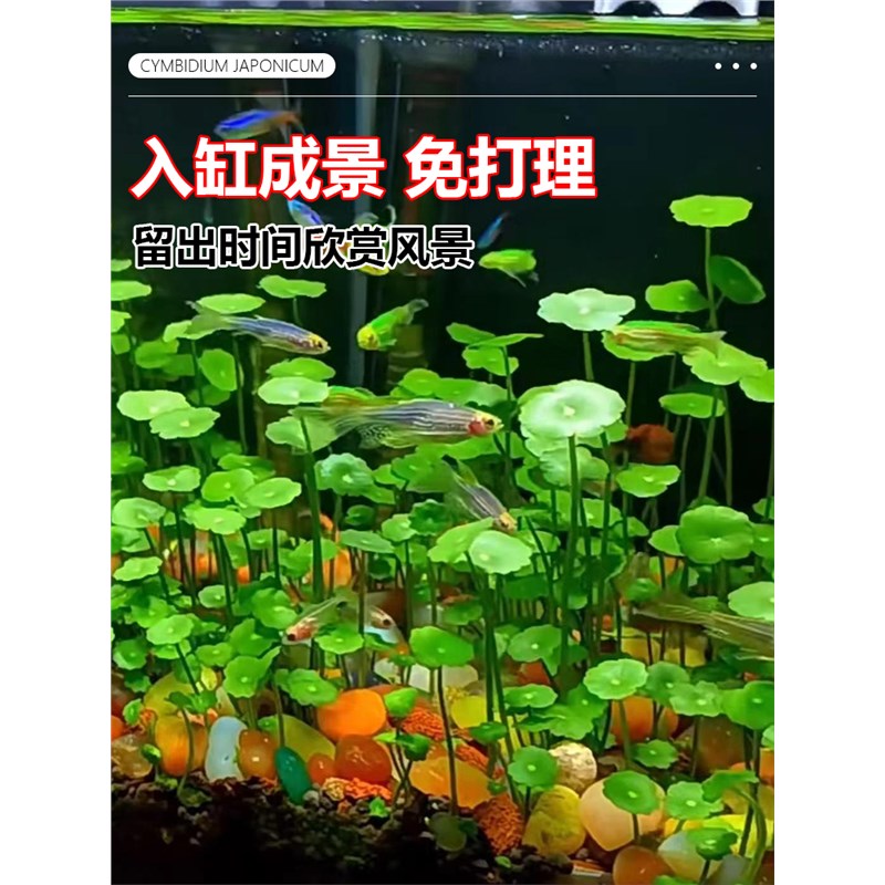 精品大叶铜钱草水培植物古法鱼缸造景真水草净化水质懒人水栽绿植