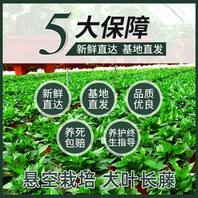 绿萝盆栽室内新房家用客厅大叶植物长藤大盆绿箩水培吊兰花卉吊兰