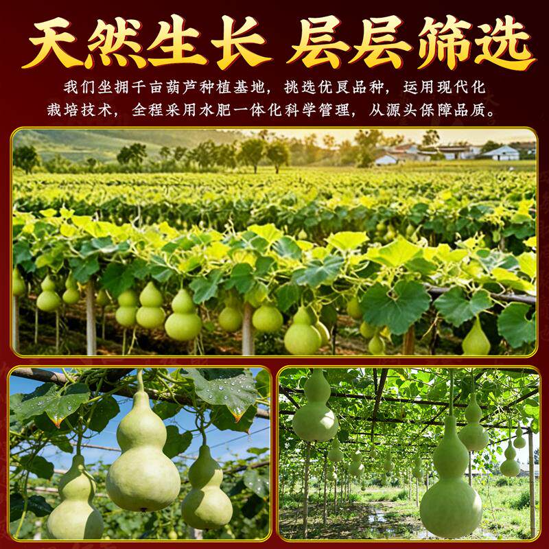 天然开口天医葫芦挂件中国结开盖桃木质八卦福禄客厅卧室招财摆件