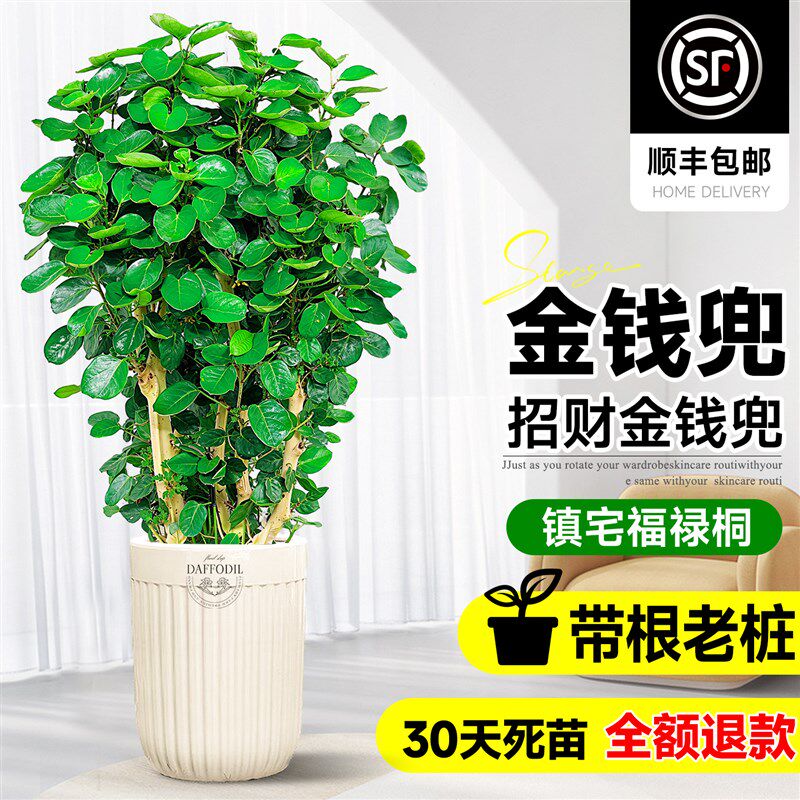 金钱兜金钱树发财树大型绿植室内客厅办公推荐盆栽圆叶落地福禄桐