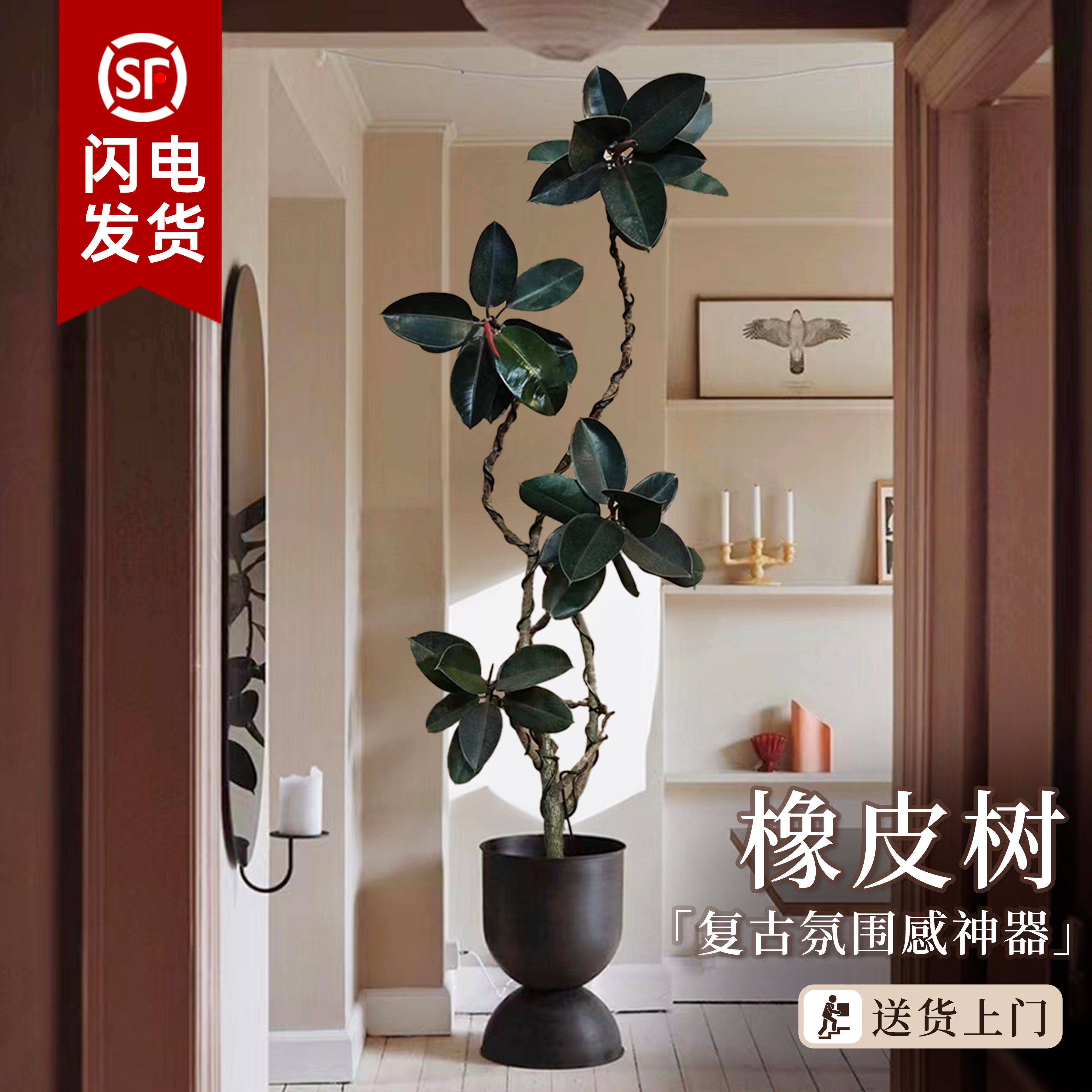 黑金刚橡皮树客厅大盆栽室内大型绿植真树四季好养办公室阳台植物