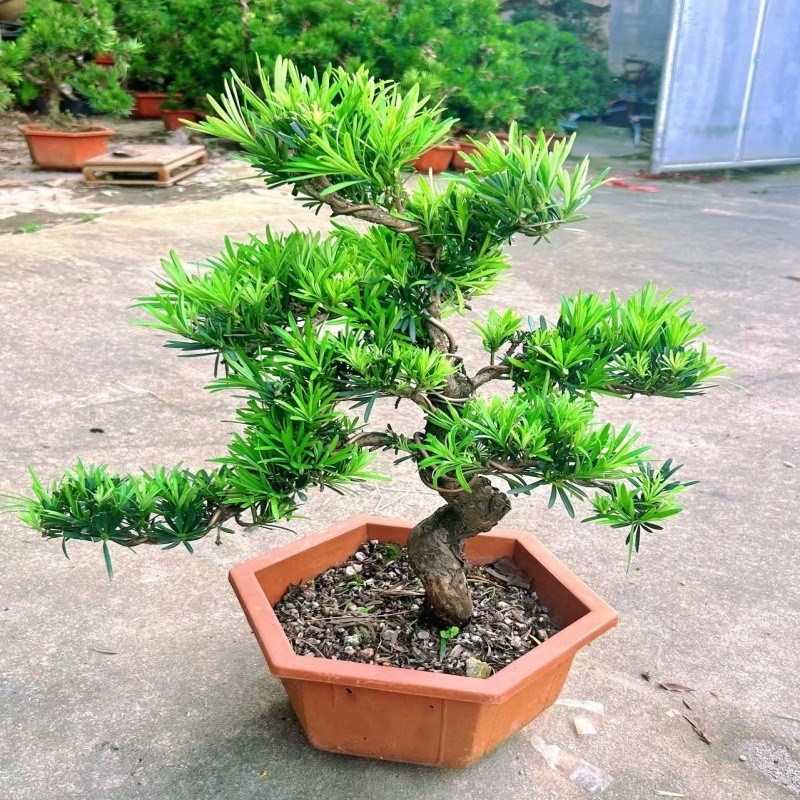 精品罗汉松树苗盆景老桩造型盆栽绿植花卉办公室内客厅庭院别墅
