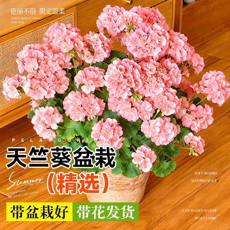 天竺葵盆栽四季重瓣花卉带花苞室内阳台开花植物好养的懒人花苗