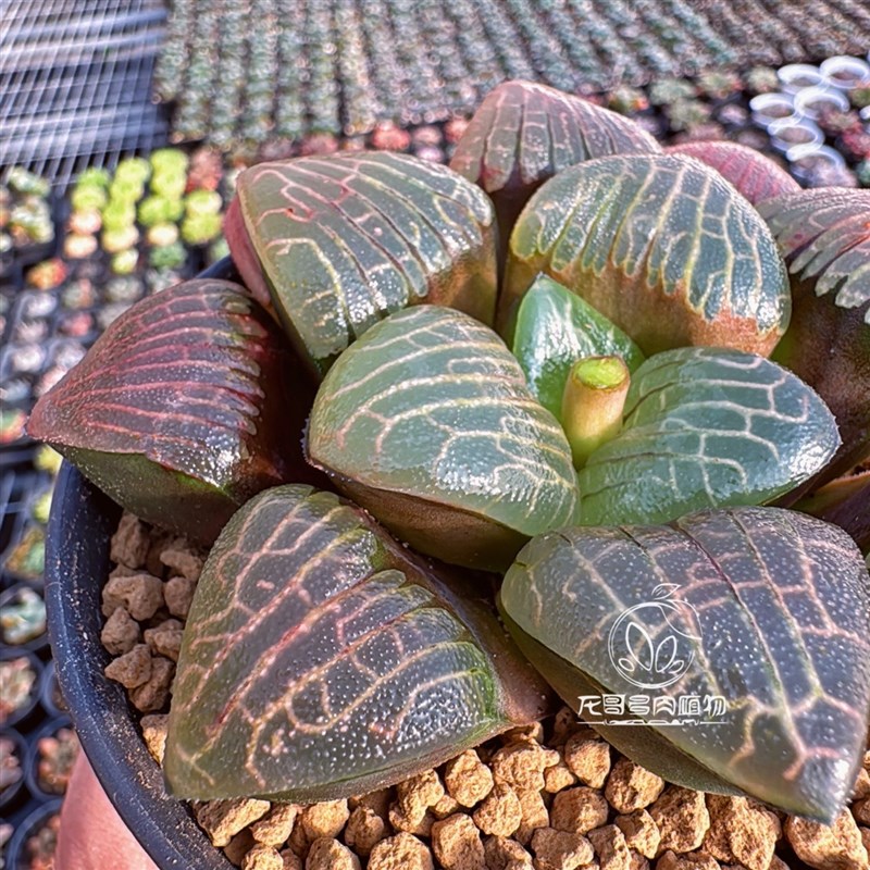 红窗金属纹克 电路板克里克特玉露十二卷 多肉植物盆栽 一物一拍