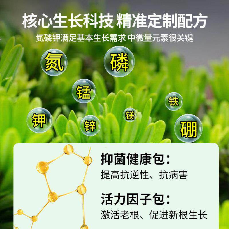 罗汉松营养液肥料专用肥泰山松雀舌四季大阪松树盆景盆栽通用型肥