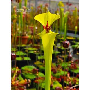 黄瓶子草帝王有香味盆栽小虫草堂大型食虫植物巨大全红管铜帽华丽