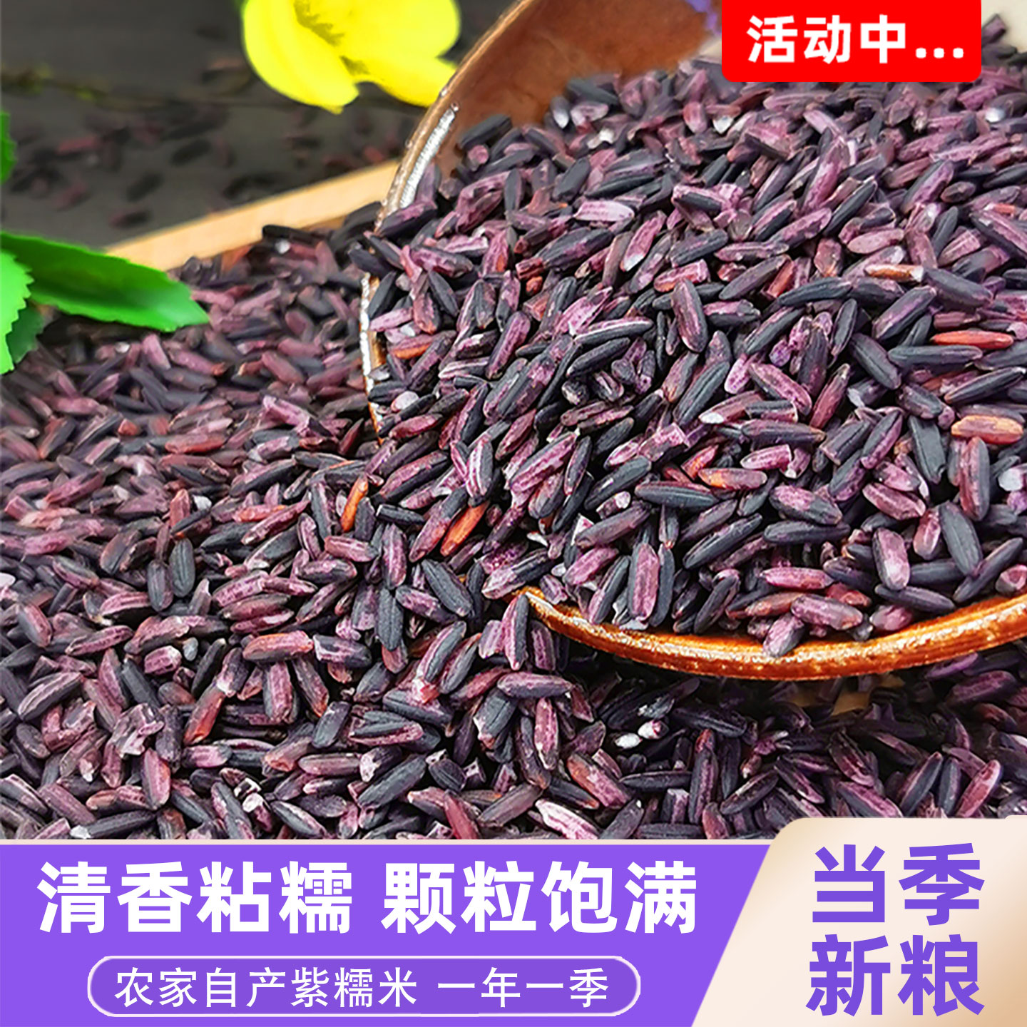 正宗紫糯米500g农家自种糯米胚芽米粒紫米粘米五谷杂粮包粽子饭团