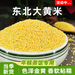 山西大黄米农家当季新米粘米包汤圆粽子黄米饭糯米五谷杂粮粗粮