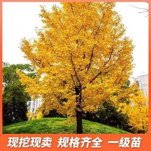 吉林金葉銀杏樹活苗占地庭院園林風(fēng)景綠化樹苗南北方種植大樹小苗