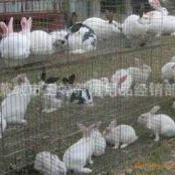 兔笼三层种兔笼三层种兔笼动物养殖配件三层种兔笼