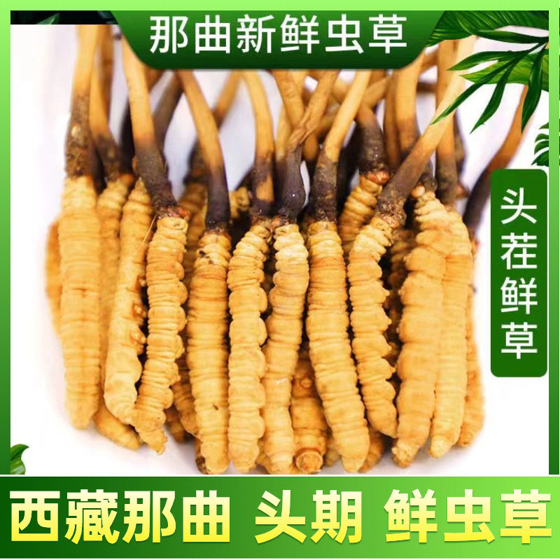头茬新鲜冬虫夏草 0.5-1.5克鲜虫草野生鲜冬虫夏草那曲青海西藏