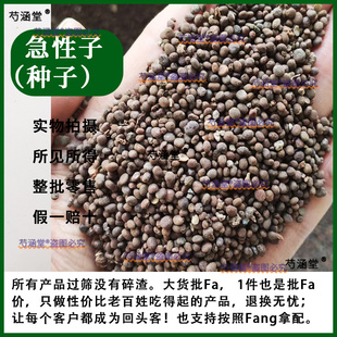 急性子种子凤仙花种子籽盆栽地栽凤仙透骨草指甲花桃红金凤花