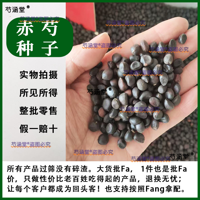 当季新品赤芍籽套种白勺药苗赤芍苗芍药种子赤芍种苗芍药籽白芍籽