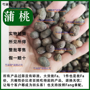 中药材 乌墨 蒲桃 乌楣 羊屎果 十年果 麻栗 山蒲桃 冬青果