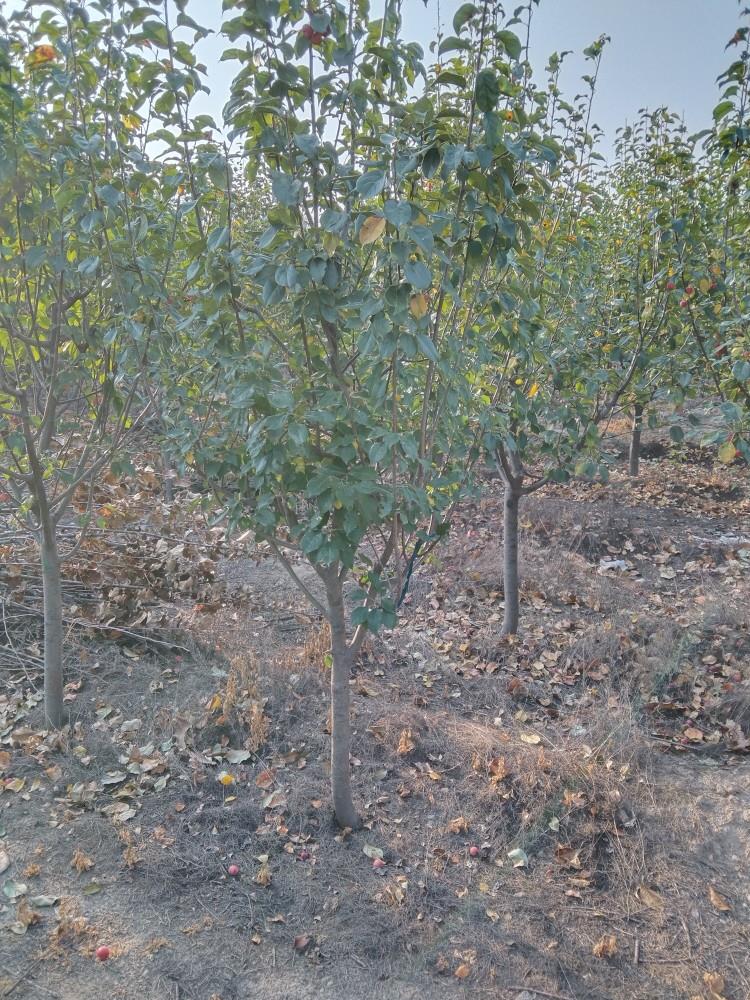 好吃的八棱海棠树苗 南方北方种植 当年开花 当年结果 盆栽地栽