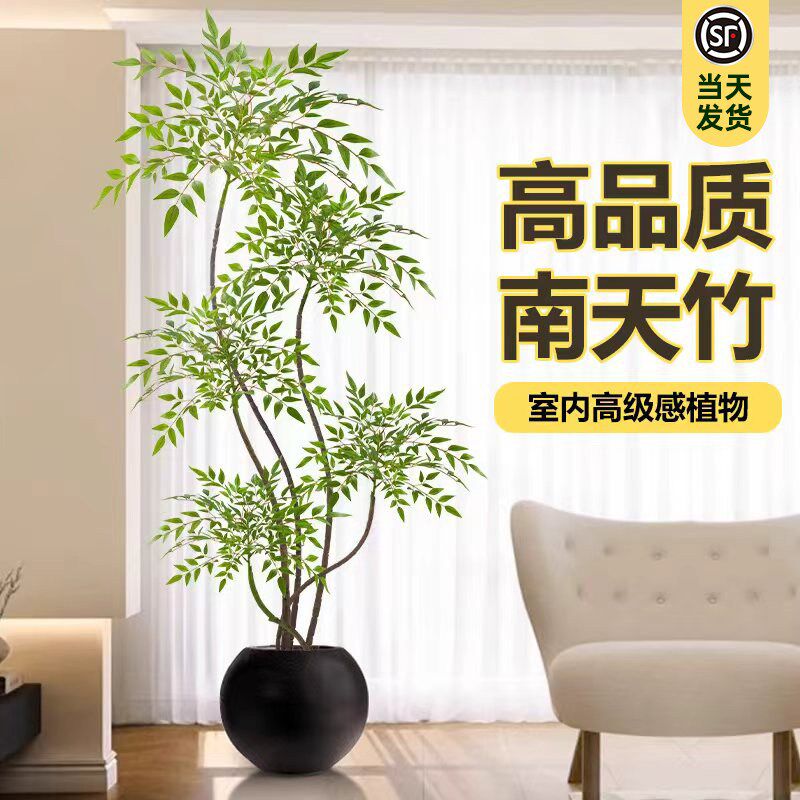 南天竹盆栽客厅大型绿植高级感植物真树办公室内高端落地大号盆栽