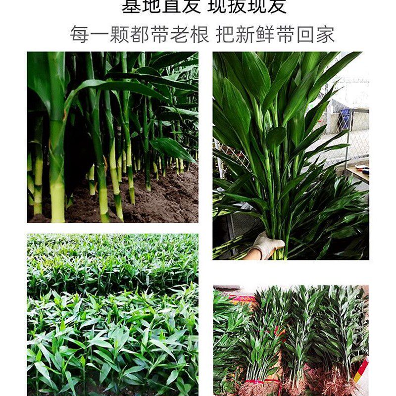 富贵竹有根粗壮高大水培土种室内转运开运竹绿植盆栽室内客厅水养