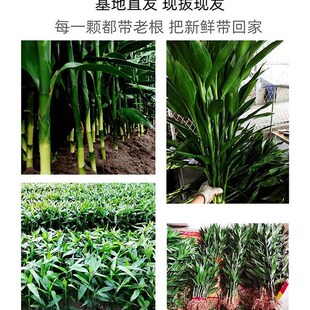 富贵竹有根粗壮高大水培土种室内转运开运竹绿植盆栽室内客厅水养