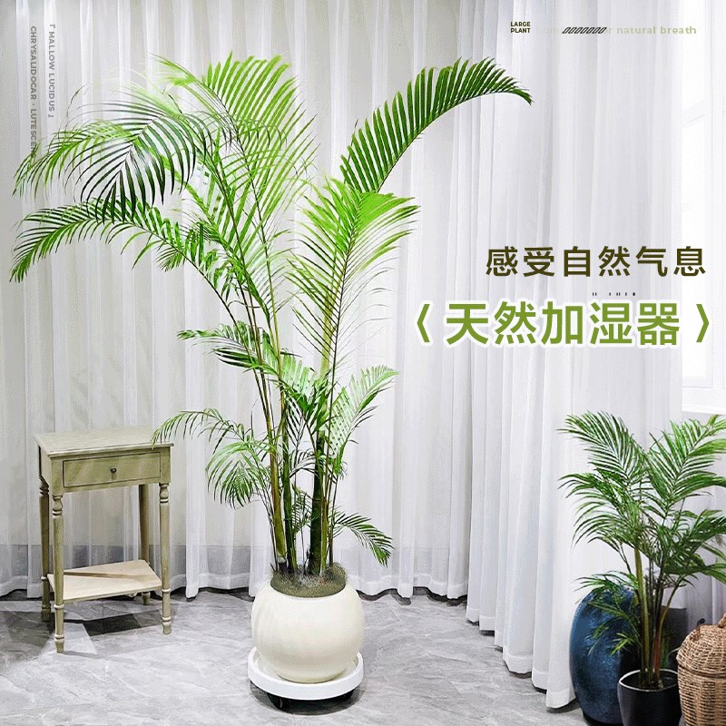 老桩散尾葵富贵椰子凤尾竹室内客厅植物盆栽大型落地绿植四季常青