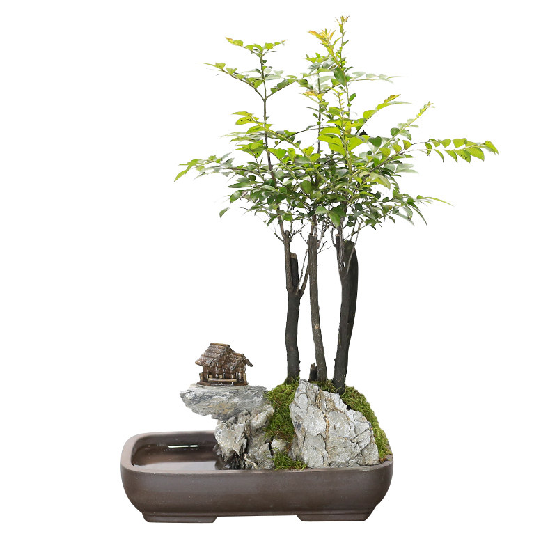小叶紫檀黑古茶山水假山盆景植物室内摆件办公室桌面绿植盆栽好养