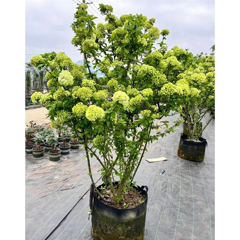 中华木本绣球花树苗盆栽大花型斗球四季开庭院别墅耐寒花卉绿植物