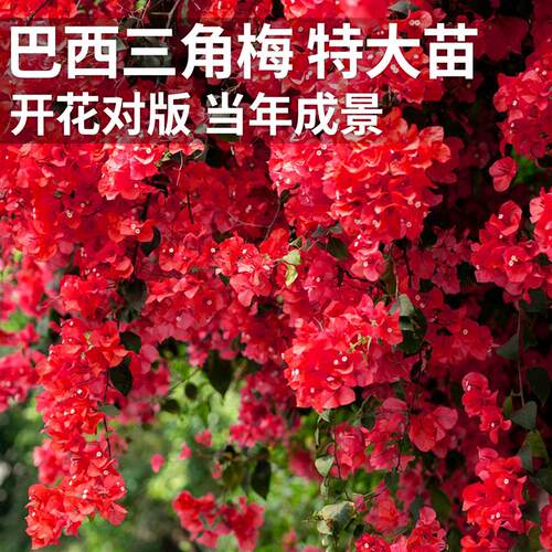 巴西三角梅老桩特大苗盆栽重瓣四季花卉庭院室外爬藤植物带花发货