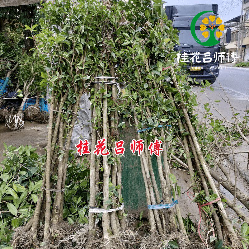 2公分桂花树苗金桂丹桂八月桂花卉庭院绿植裸根小苗占地桂花苗