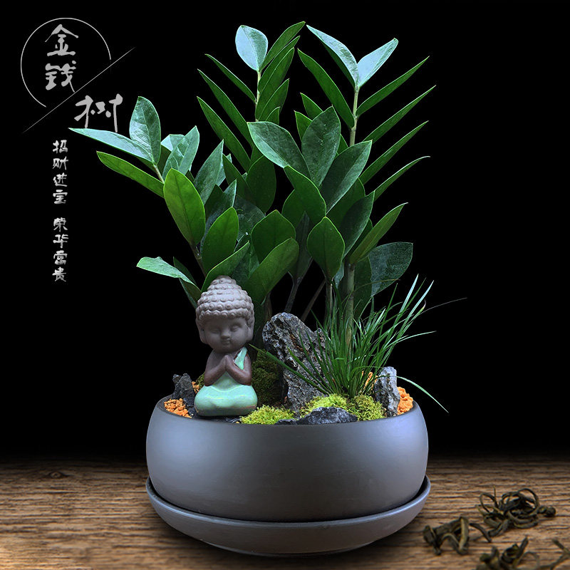 金钱树盆栽植物室内客厅摇钱树绿植办公桌花卉观叶四季常青招财树