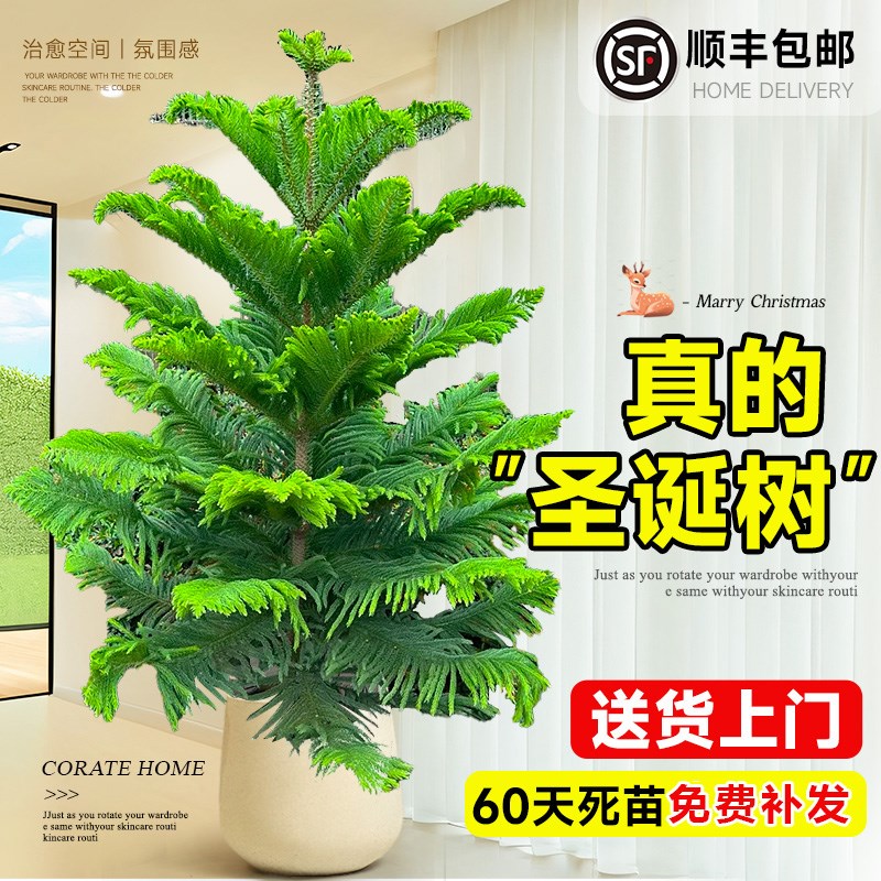 南洋杉盆栽圣诞树真树客厅节日氛围感诺贝松云杉室内大型绿植装饰