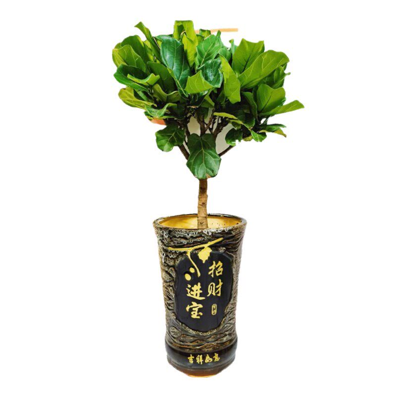 琴叶榕盆栽大型北欧风格办公室阳台庭院喜阳植物深圳同城配送