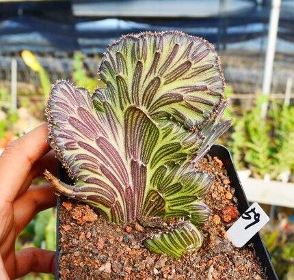 cute肉植 天龙缀化 菊科 多肉植物 一物一拍7.4日