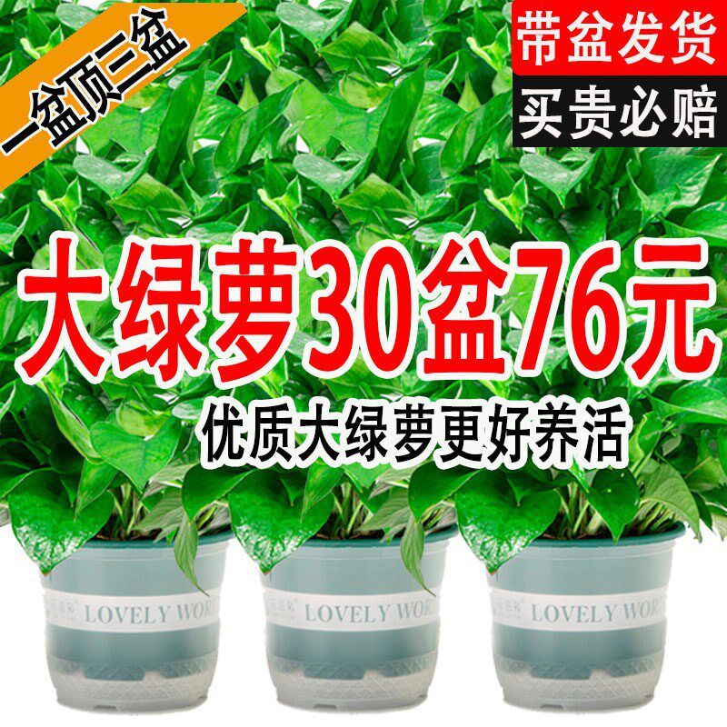 新房绿萝盆栽室内植物净化空气绿植客厅大叶长藤绿箩好养花卉吊兰