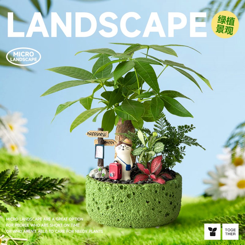 发财树小盆栽文竹室内桌面招财花卉办公绿植云竹盆景植物生日礼物