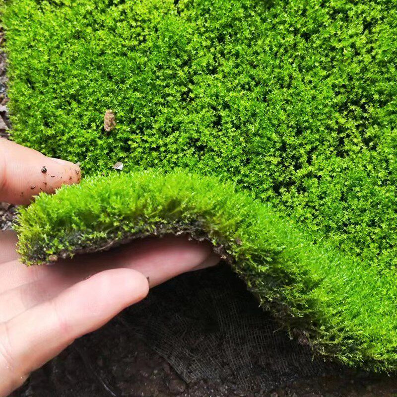 鲜活微景观植物盆景专用苔藓盆栽水陆缸假山草造景细羽青苔一平方