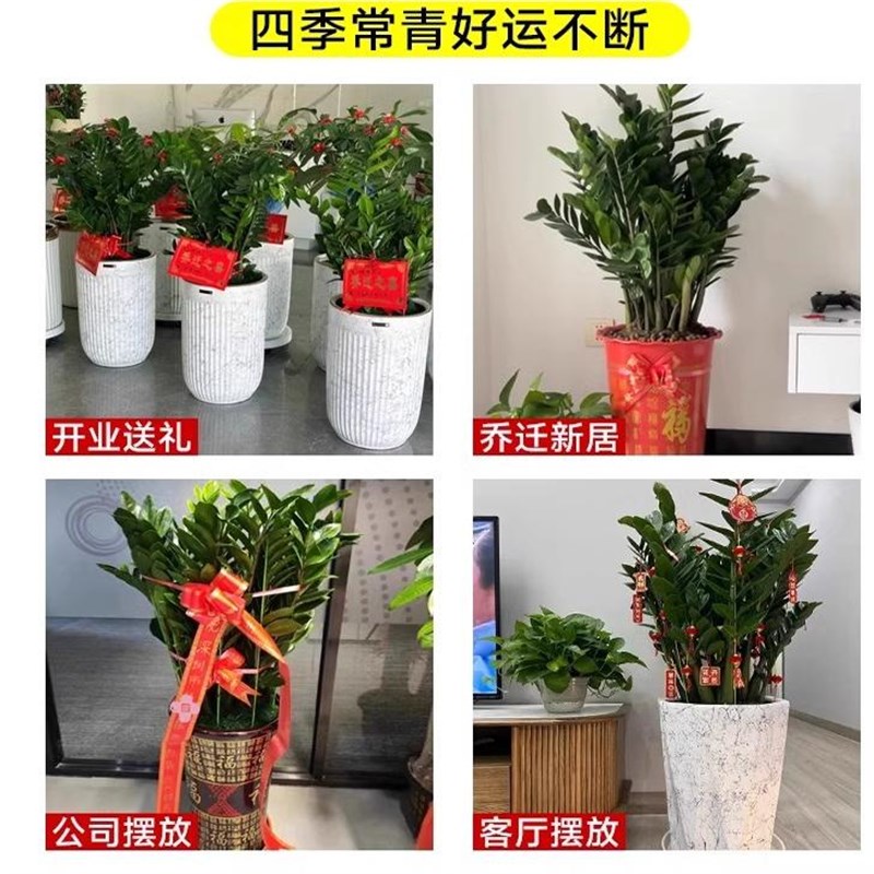 旺宅金钱树盆栽客厅大花盆办公室内老桩钱串子好养植物大棵绿植