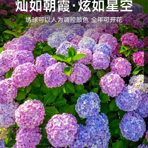 绣球花苗盆栽带花苞无尽夏特大老桩室内阳台庭院四季开花卉绿植物