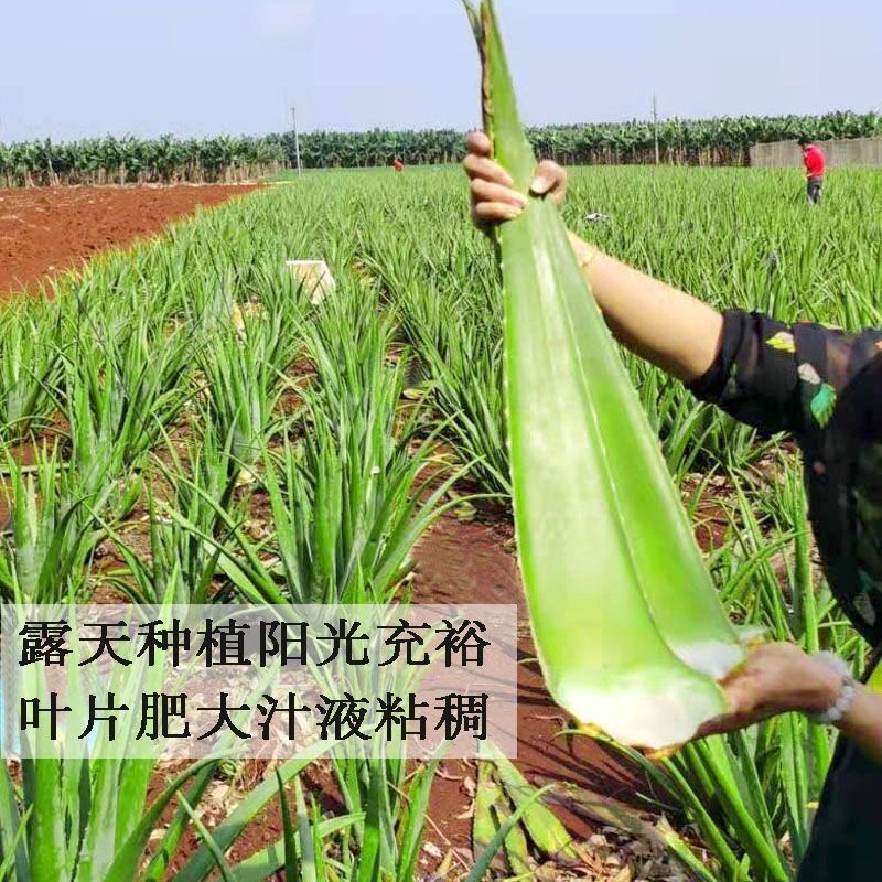 大颗美国库拉索芦荟美容院灌肤盆栽植物芦荟美容院专用新鲜芦荟