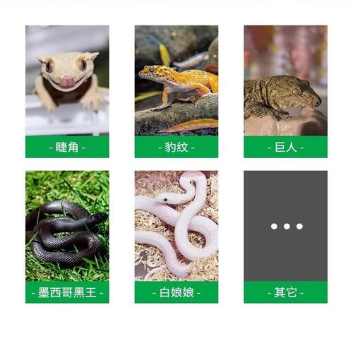 爬宠饲养箱守宫爬虫PVC保温箱蜥蜴乌龟蛇爬柜鬃狮蜥底部加热温箱