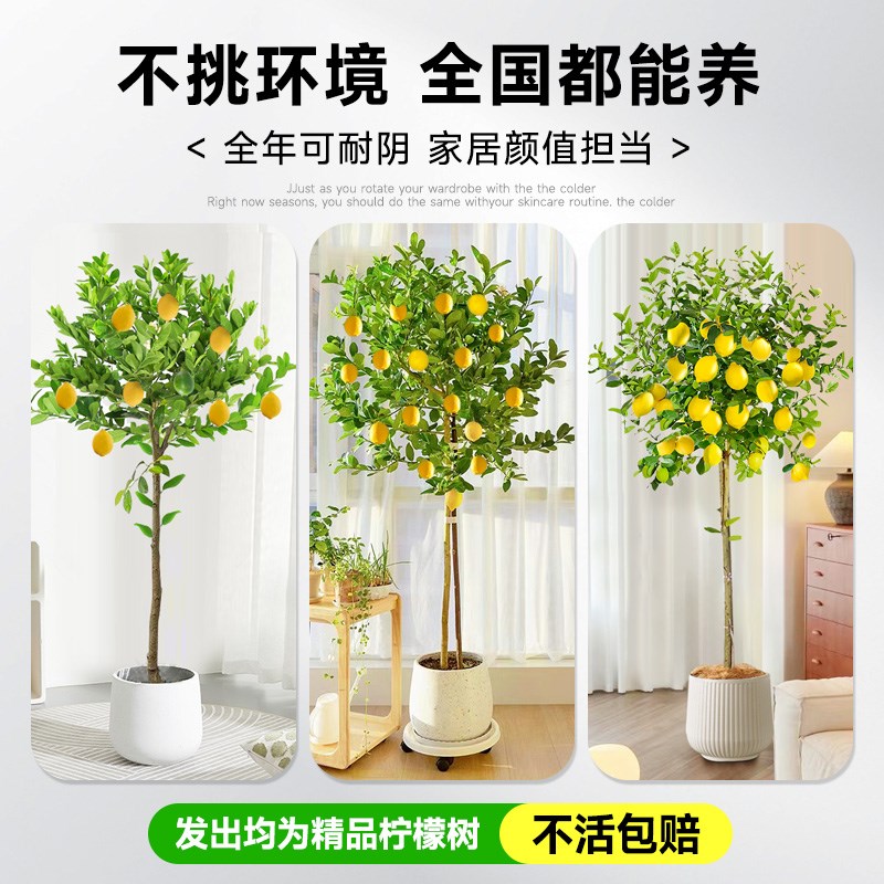 香水柠檬树客厅绿植大盆栽办公室内落地大型植物好养禄植真花盆景