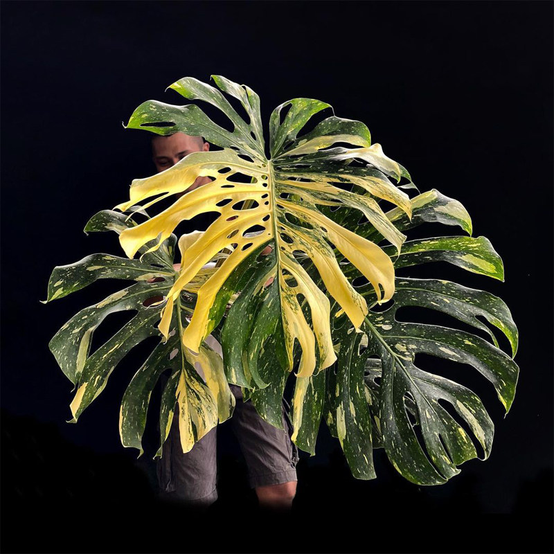洒金龟背竹白龟 ins风网红进口绿植盆栽室内阳台观叶植物 露露花