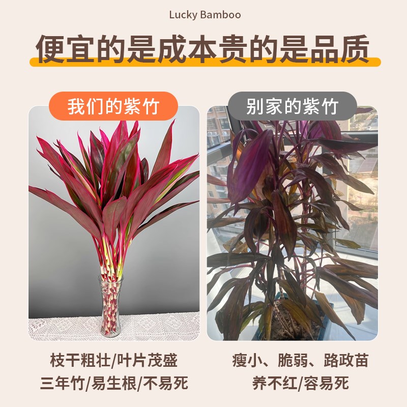 鸿运紫竹天然水培植物客厅招财富贵竹绿植室内吸甲醛盆栽好养花卉
