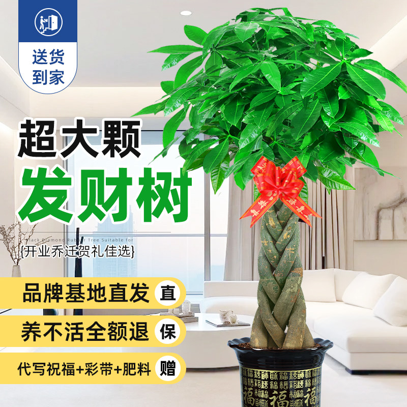 【送货上门】五辫发财树客厅大盆栽2024新款大棵乔迁之喜植物五福