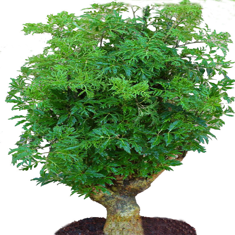 羽叶福禄桐盆景树桩室内客厅招财花卉绿植发财树四季常青净化空气