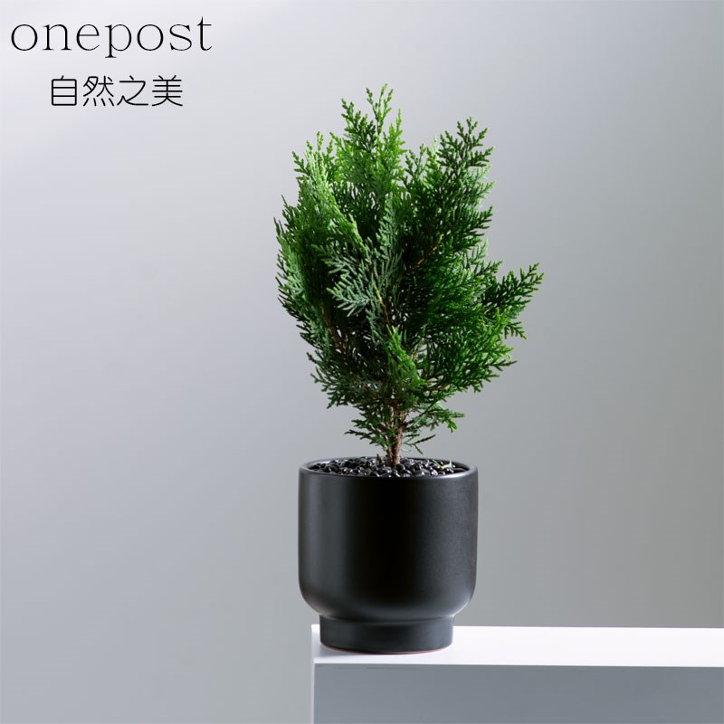 侧柏盆栽侧柏树苗盆栽花卉绿植室内客厅桌面办公绿植创意ins风格