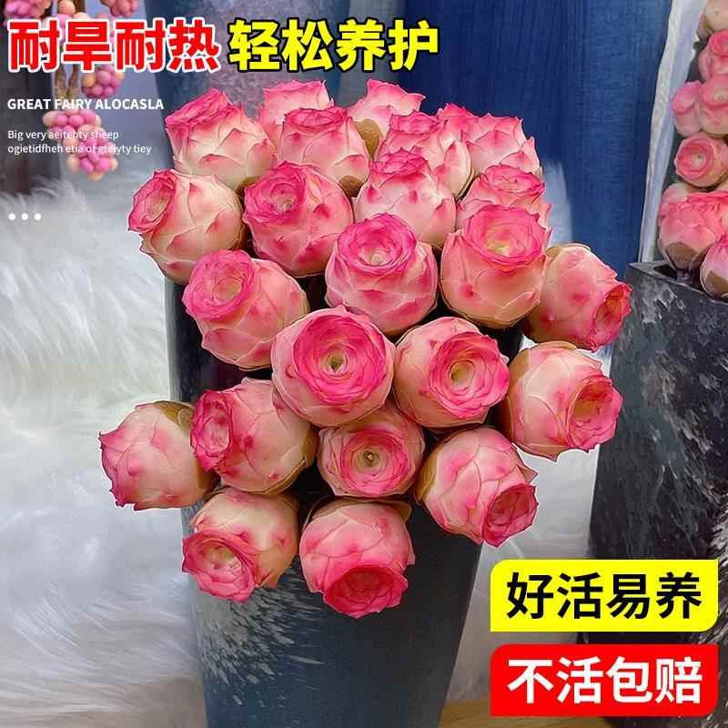 山地玫瑰多肉植物盆栽名贵精选水蜜桃花卉绿植阳台室内大颗好养活
