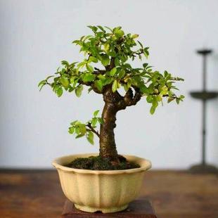 常青植物一物一拍 小叶榔榆树盆景提根造型老桩阳台办公桌盆栽四季