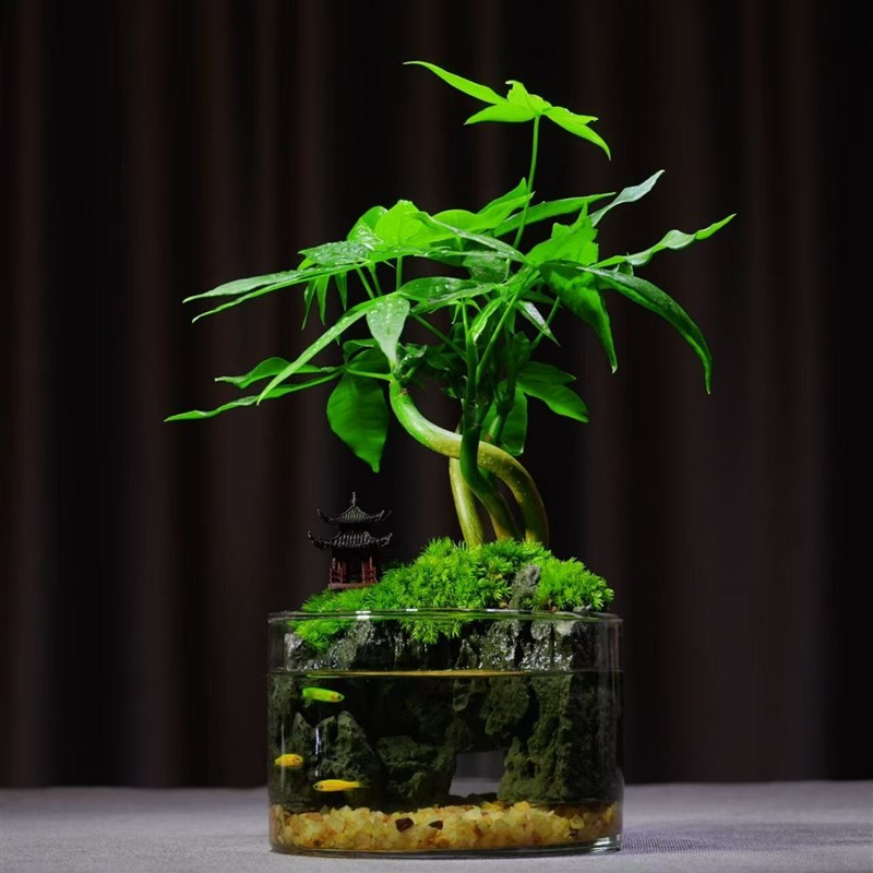 发财树小盆栽招财绿植盆景客厅办公室内桌面苔藓微景观摆件送礼