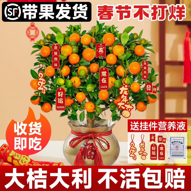 金桔树盆栽树苗可食用脆皮脆蜜橘子果树客厅四季室内沙砂糖桔带果